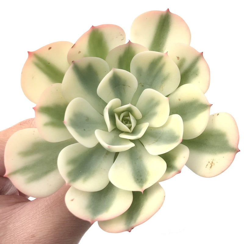 Echeveria 'Compton Carousel' Variegated 3" Succulent Plant