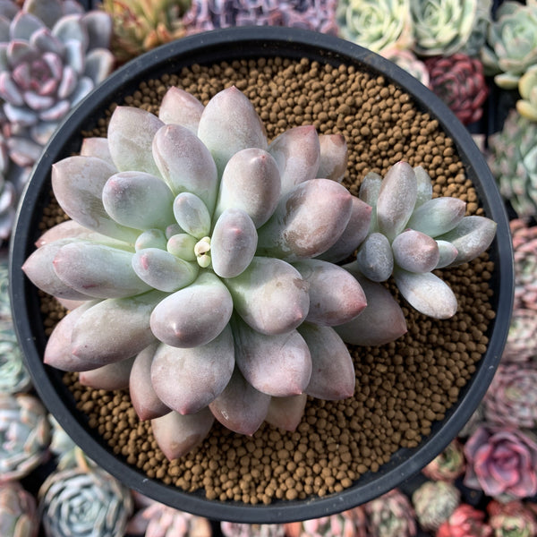 Pachyphytum 'Deokman' 4"-5" Powdery Succulent Plant