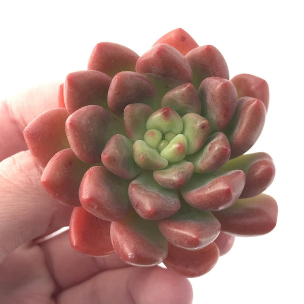 Pachyveria cv 'Paradoxa' 2" Rare Succulent Plant