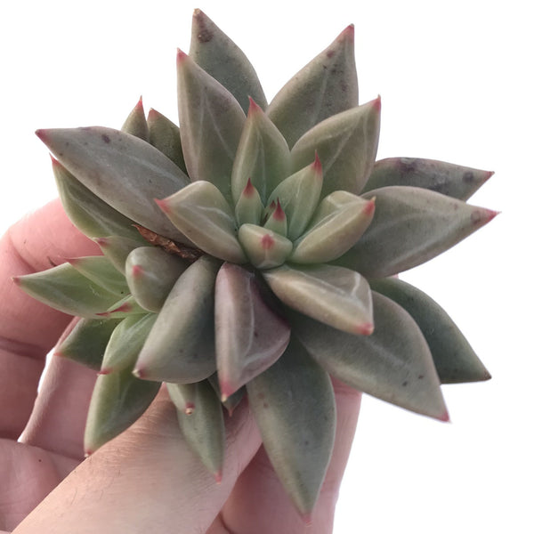 Echeveria Agavoides 'Planetary Stars' 3" Succulent Plant