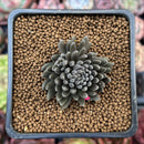 Sinocrassula Yunnanensis 1" Succulent Plant