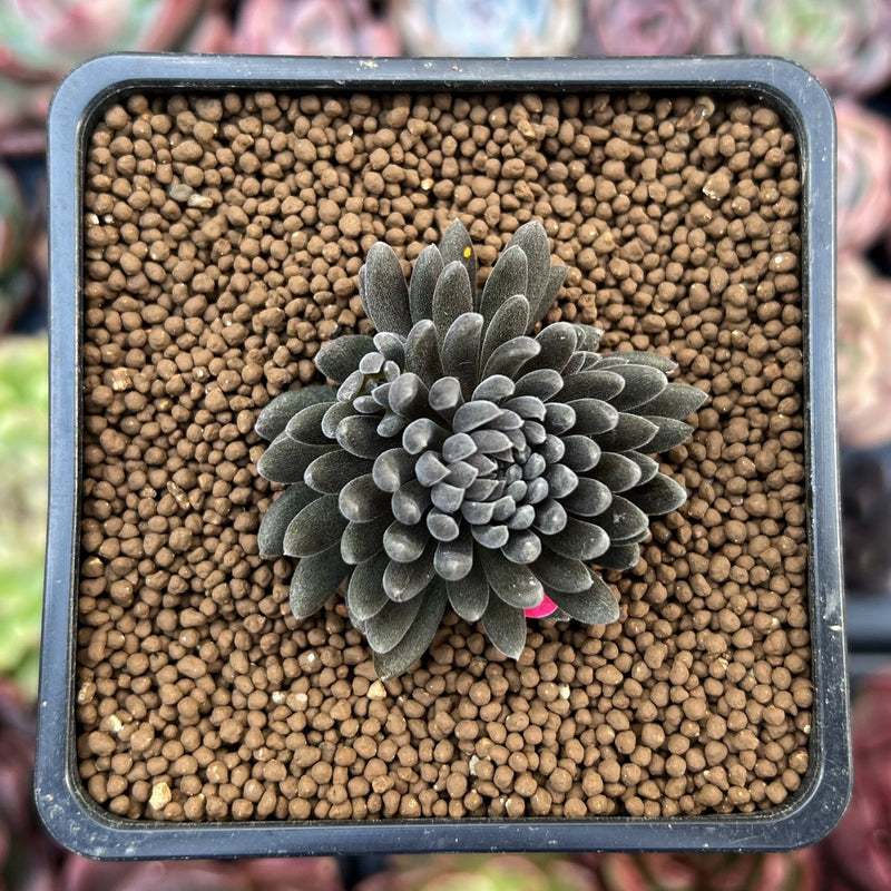 Sinocrassula Yunnanensis 1" Succulent Plant