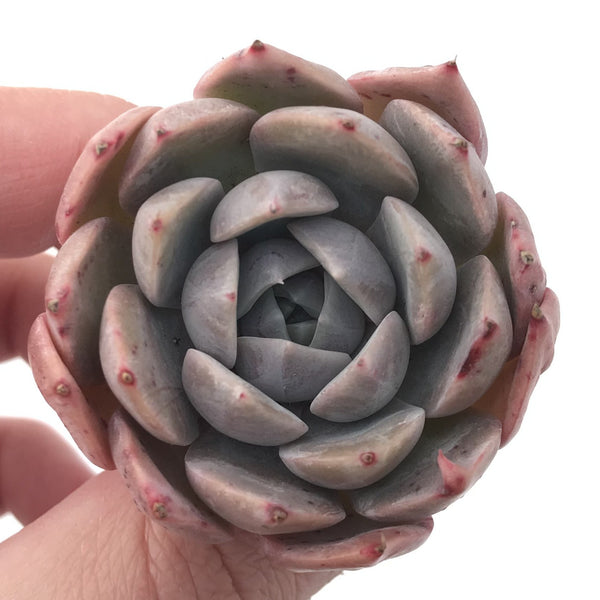 Echeveria 'Lilacina' Hybrid 2" Powdery Succulent Plant