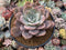 Echeveria 'Bianca' 5” Large Powdery Succulent Plant