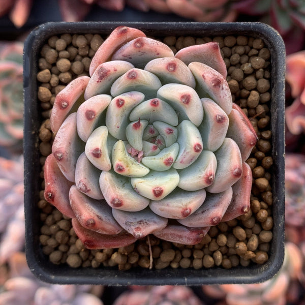 Echeveria 'Cherry Blossom Ending' 1"-2" Succulent Plant