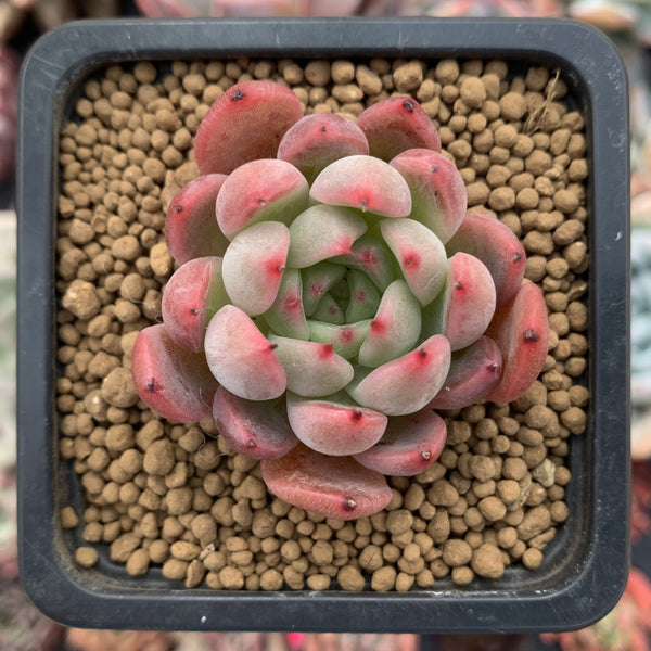 Echeveria Agavoides 'Piano' 2" Succulent Plant