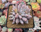 Echeveria 'Tolimanensis' 4" Selected Clone Succulent Plant