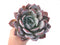 Echeveria 'Ivory' 7"-8" Extra Large Powdery Succulent Plant