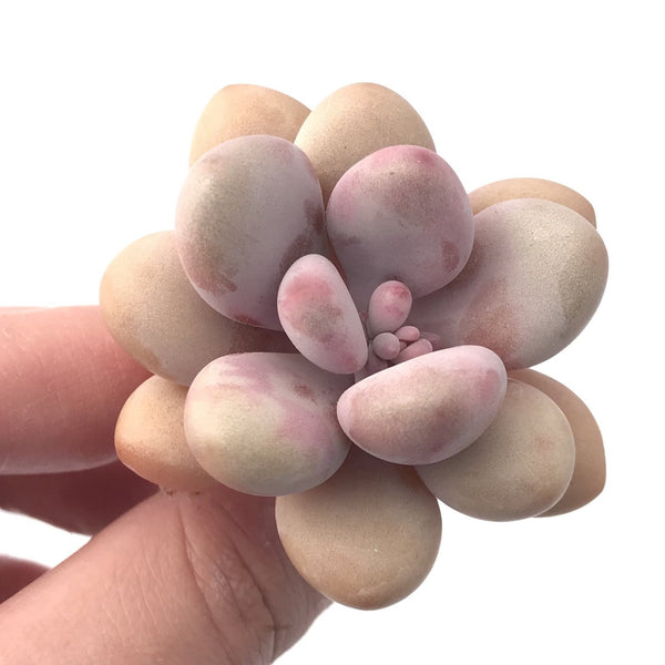 Graptopetalum 'Amethystinum’ 1” Rare Succulent Plant