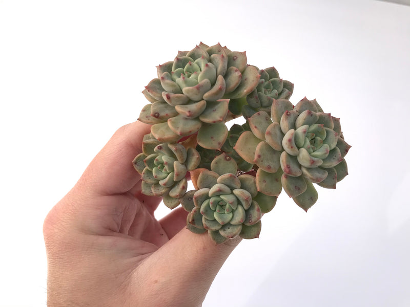 Echeveria 'Tinkerbell' 3" Cluster Succulent Plant