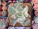 Echeveria 'Japan Moon River' Unique Variegated 3" Succulent Plant