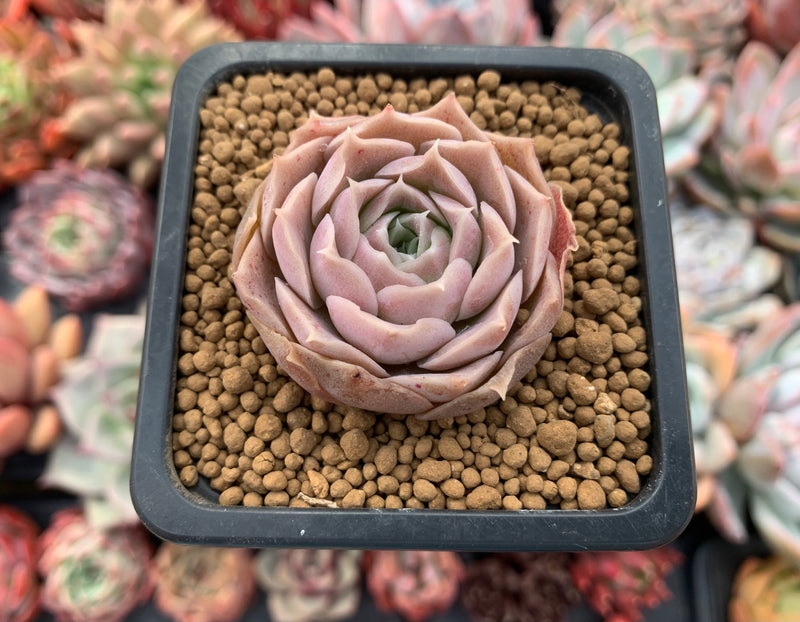 Echeveria 'Simulans Ascension' Hybrid 1" Succulent Plant