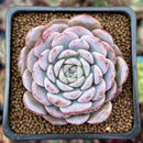 Echeveria 'Amazing Grace' 2" Succulent Plant