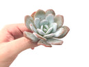 Echeveria 'Laui’ 2" Powdery Succulent Plant