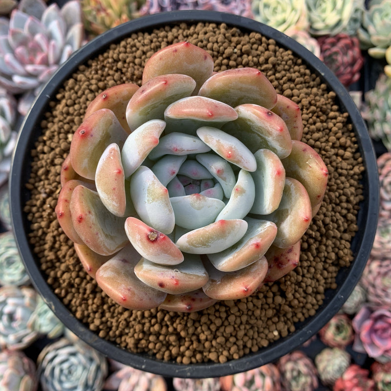 Echeveria 'Orange Monroe' 4" Powdery Succulent Plant