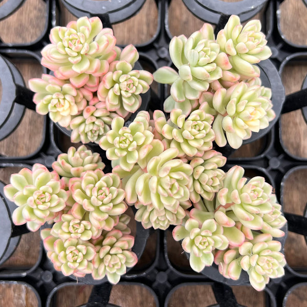 Sedum 'Joyce Tulloch' Variegated 1" *Set of 5* Succulent Plants