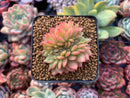 Echeveria Agavoides 'Gilva' Crested 1" Succulent Plant