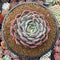 Echeveria sp. 5" Powdery Succulent Plant