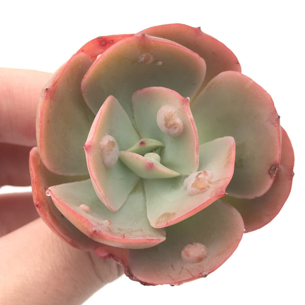 Echeveria Hearts Delight Hybrid 1"-2" Rare Succulent Plant