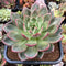 Echeveria 'White Champaign' 6" Extra LARGE Succulent Plant