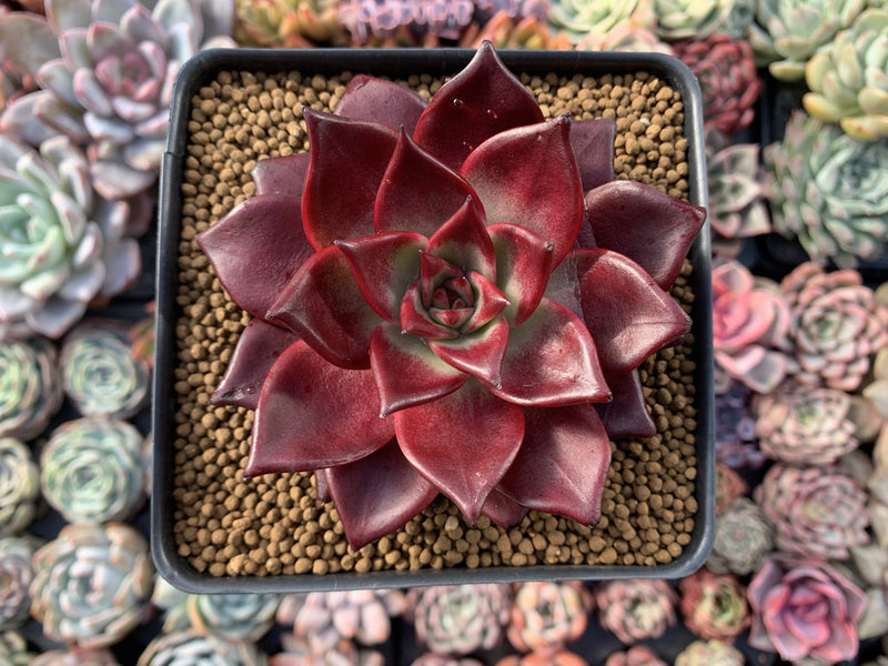 Echeveria Agavoides 'Luming' 4" Succulent Plant