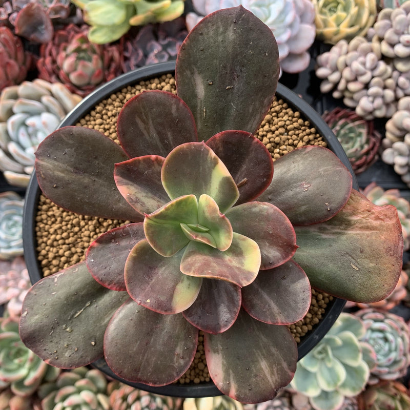 Echeveria 'Primadonna' Variegated 4"-5" Succulent Plant