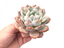 Echeveria 'Orange Monroe' Large 4"-5" Rare Succulent Plant