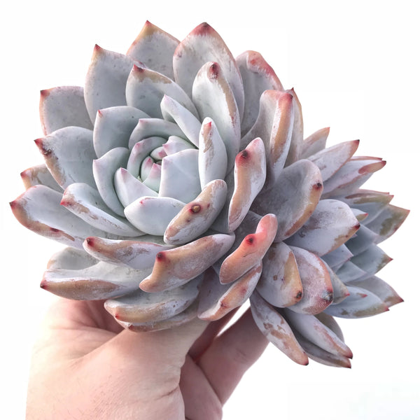 Echeveria Ivory Large Specimen 8” Rare Succulent Plant