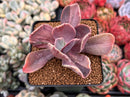 Pachyveria 'Pampoteus' Variegated 3" Succulent Plant