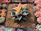 Echeveria 'Monocerotis' Variegated 3" Succulent Plant