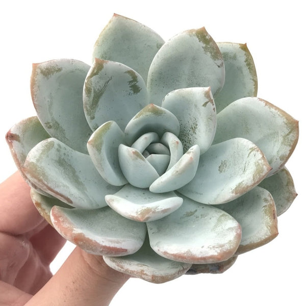 Echeveria 'Ivory' 4" Powdery Succulent Plant