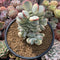 Cotyledon 'Orbiculata' Variegated 5" Large Very Rare Succulent Plant