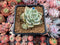 Echeveria 'Silver Queen' Variegated 2" Succulent Plant