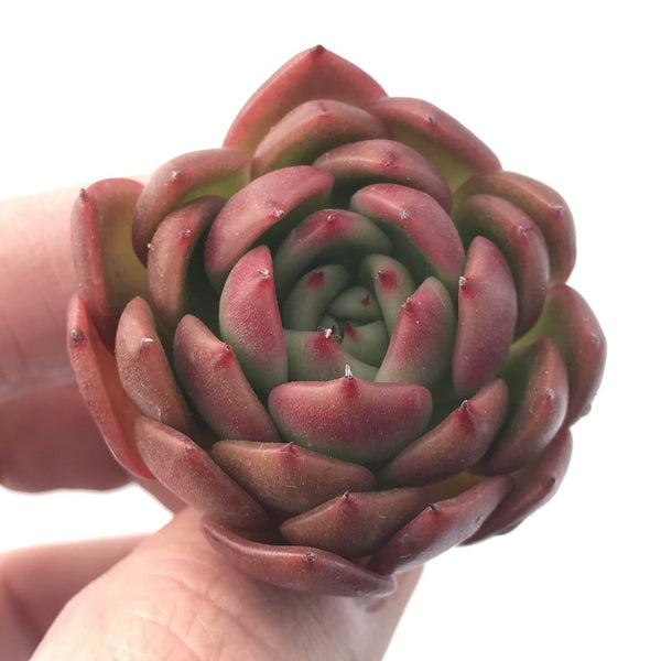 Echeveria Agavoides 'Cagliari' 1" Succulent Plant