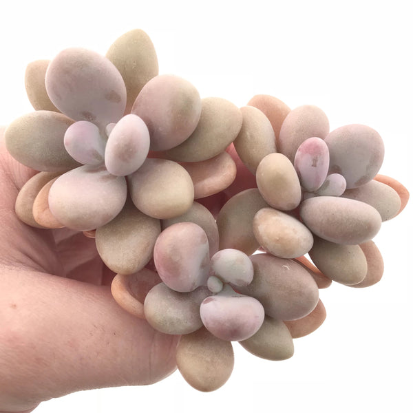 Graptopetalum Amethystinum Cluster 3" Rare Succulent Plant