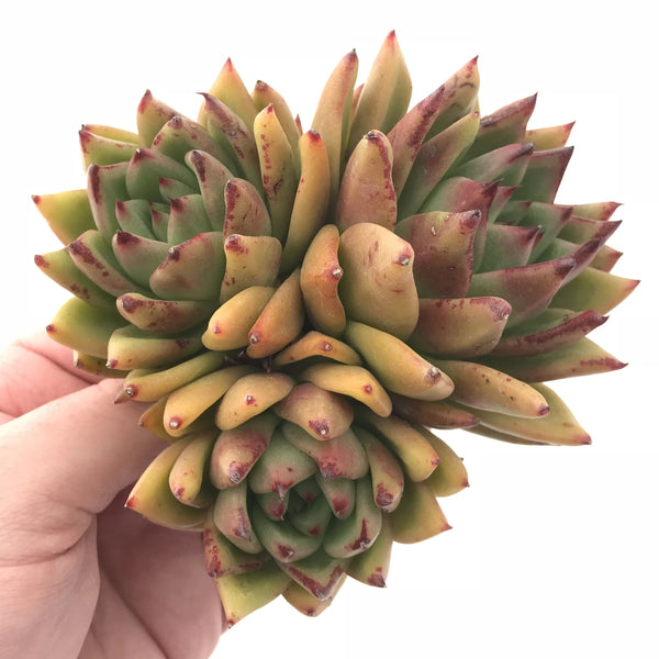 Echeveria Agavoides Red Hybrid Cluster 4” Rare Succulent Plant