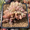 Echeveria 'Ariel' Crested 2" Succulent Plant