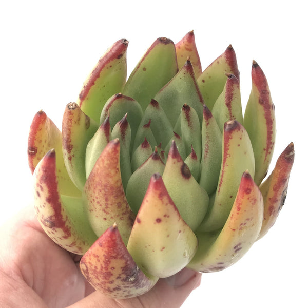 Echeveria Agavoides 'Mephisto' 4" Rare Succulent Plant