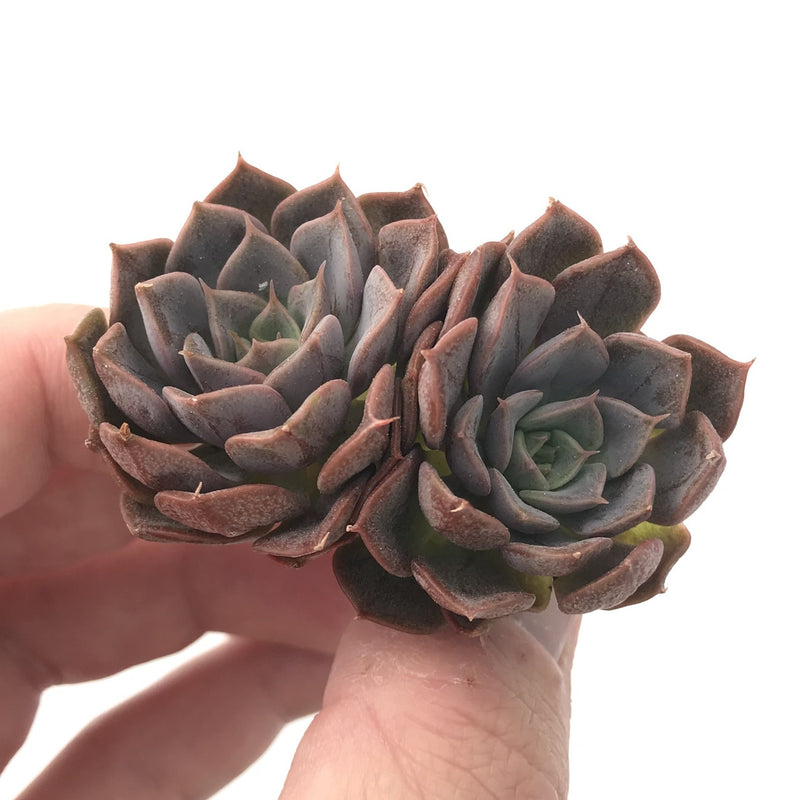 Echeveria 'Maroon Hill' Small 1"-2" Succulent Plant