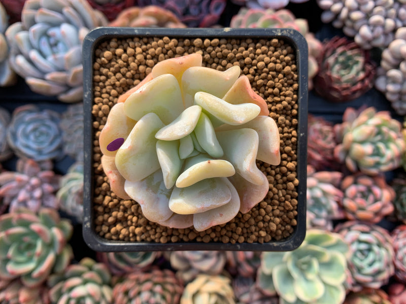 Echeveria 'Exotic' 2" Powdery Succulent Plant