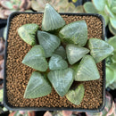 Haworhtia Correcta sp. 2"-3" Succulent Plant