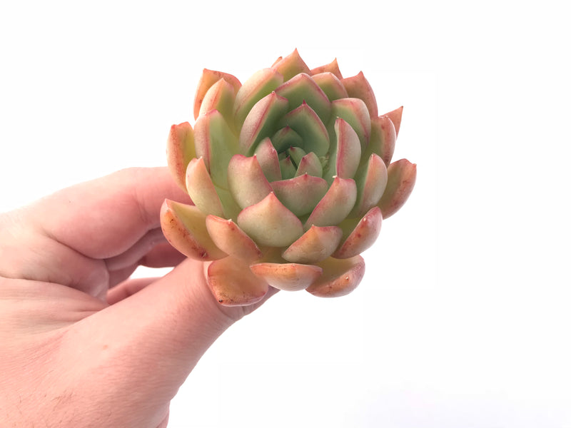 Echeveria Pink Dragon 3” Rare Succulent Plant