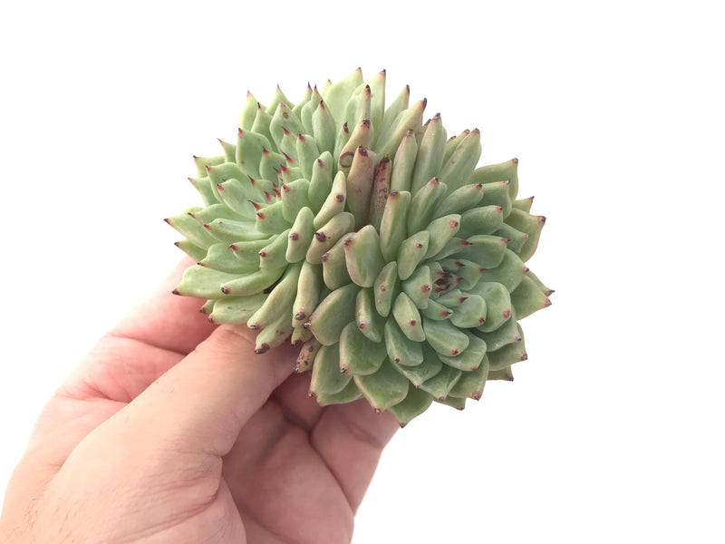 Echeveria 'Zaragosa' Cluster 3" Succulent Plant