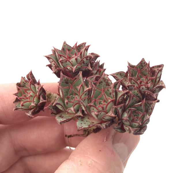 Echeveria Longissima Var. 'Aztatlensis' 2" Small Rare Succulent Plant