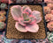 Echeveria 'Suyeon Frill' Variegated 3"-4" Succulent Plant