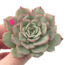 Echeveria ‘Ice Love’ Variegated 2” Succulent Plant