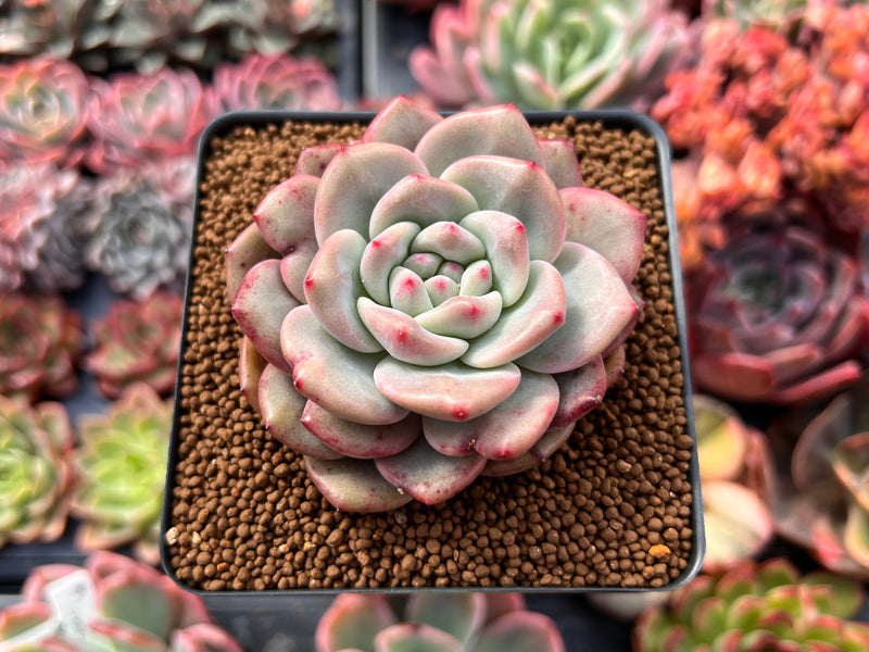 Echeveria 'Ariel' 2"-3" Succulent Plant