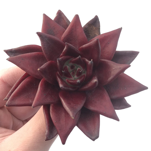 Echeveria Agavoides 'Luming' 4" Succulent Plant