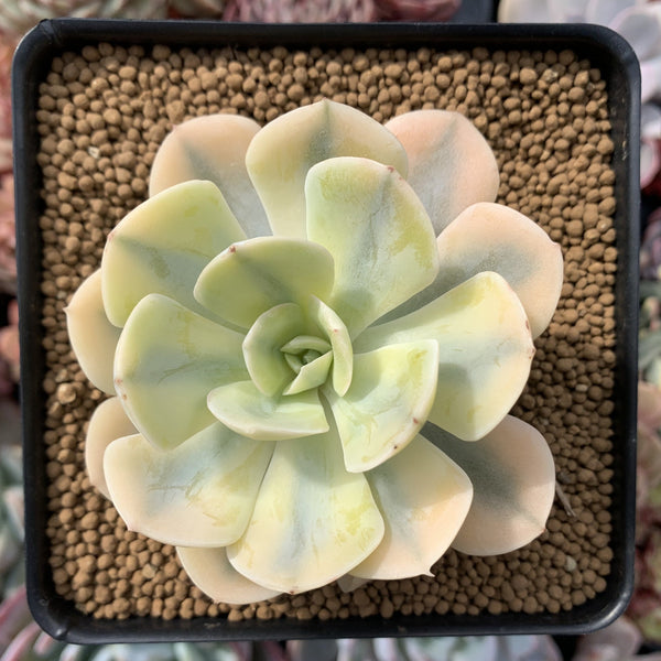 Echeveria Runyonii Variegated (Aka Echeveria 'Akaihosi' Variegated) 3" Succulent Plant