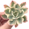 Echeveria 'Secunda' Variegated 4"-5" Succulent Plant